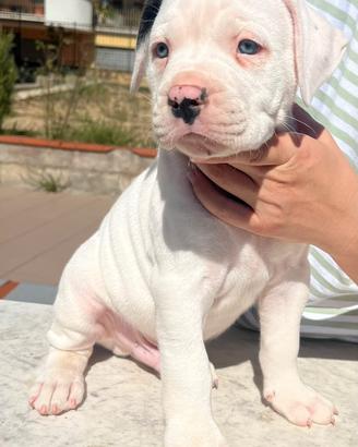 Cuccioli di American Bulldog