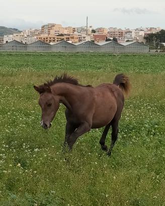 Puledro arabo