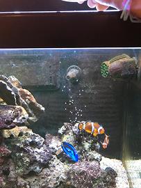 Rocce vive acquario marino