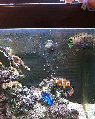 Rocce vive acquario marino