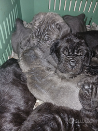 Cuccioli mastino napoletano
