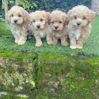 Maltipoo cuccioli