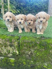 Maltipoo cuccioli