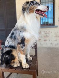 Cuccioli di pastore australiano