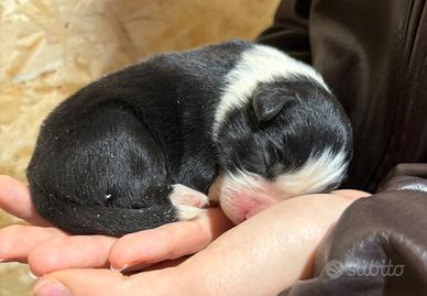 Cuccioli di Border Collie