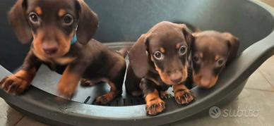 Cuccioli di Bassotto con pedigree Enci ROI 