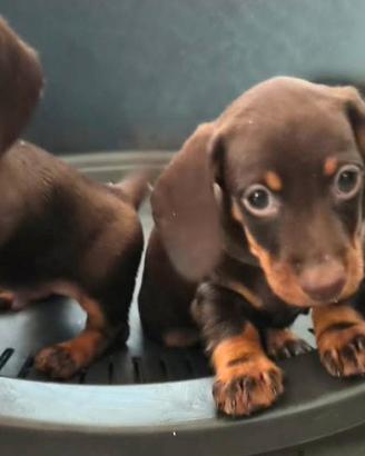 Cuccioli di Bassotto con pedigree Enci ROI 