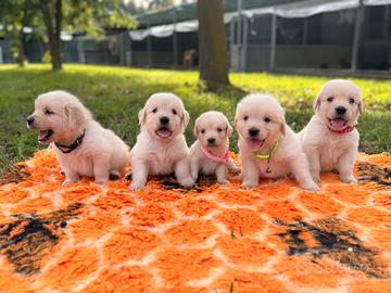 Golden retriver