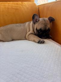 Bulldog francese