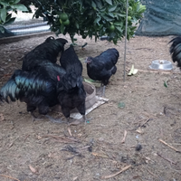 Australorp nera