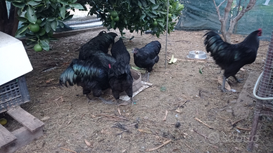 Australorp nera