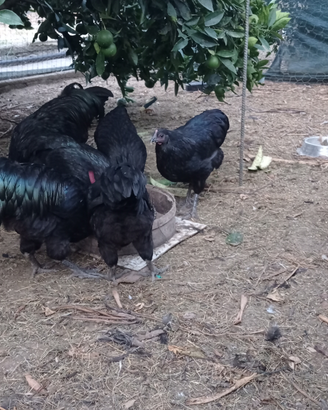 Australorp nera