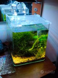 Acquario nanocube 24x24x30 da 17Litri allestito