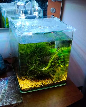 Acquario nanocube 24x24x30 da 17Litri allestito