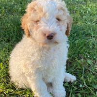 Cuccioli di Lagotto Romagnolo con Pedigree ROI