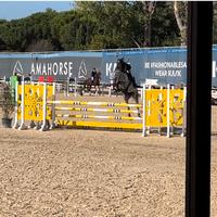 Cavalla italiana 8 anni salto ostacoli