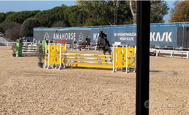 Cavalla italiana 8 anni salto ostacoli