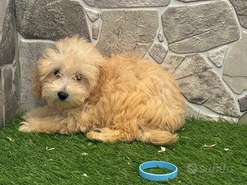 Maltipoo