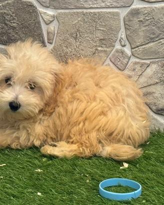 Maltipoo