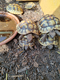 Tartarughe di terra Testudo H