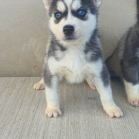 Siberin husky con pedigree Enci