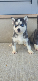 Siberin husky con pedigree Enci