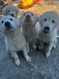 Cuccioli pastore maremmano abruzzese