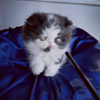 Cuccioli di Gatto Persiano