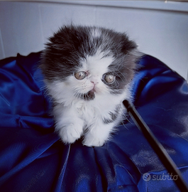 Cuccioli di Gatto Persiano