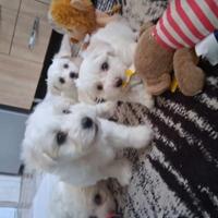 Maltese toy