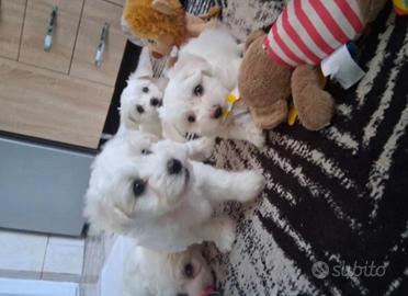 Maltese toy
