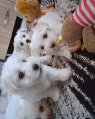 Maltese toy
