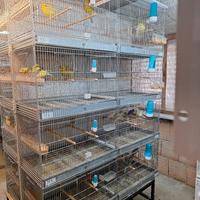 batteria gabbie borgovit 