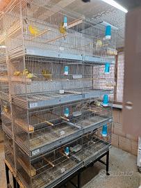 batteria gabbie borgovit 