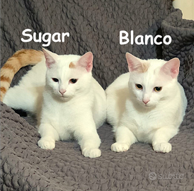 Blanco e Sugar mici di 8 mesi