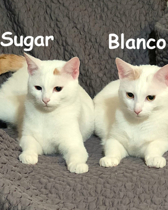 Blanco e Sugar mici di 8 mesi