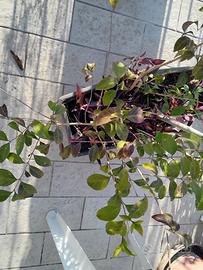 Ligustri e altre piante gratis