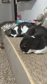 Animali