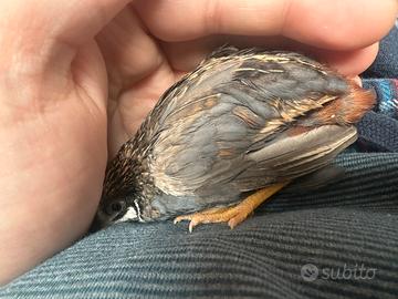 Quaglie cinesi ornamentali