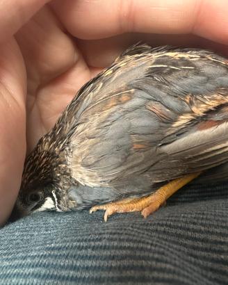 Quaglie cinesi ornamentali