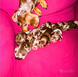 Bassotto tedesco nano e kaninchen