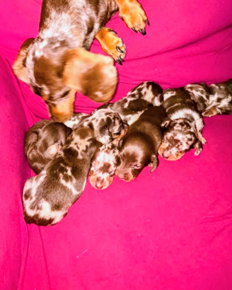 Bassotto tedesco nano e kaninchen