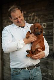 Cuccioli di razza Rhodesian Ridgeback