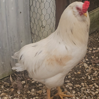Gallo bianco