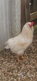 Gallo bianco