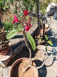 plumeria 