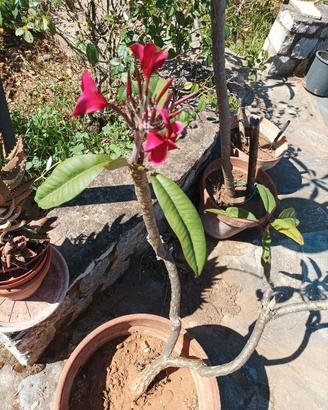 plumeria 