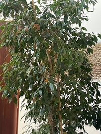 Ficus Benjamin
