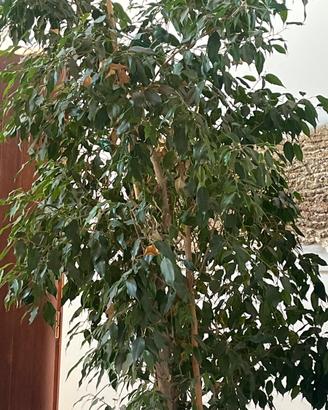 Ficus Benjamin