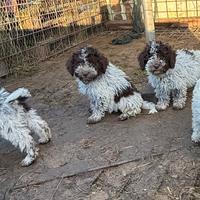Lagotto Romagnolo